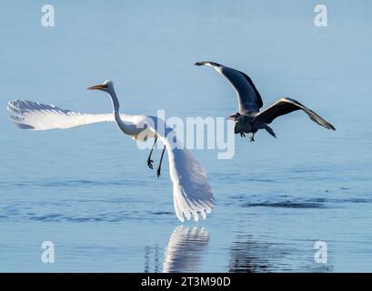 Großer Egret, Ardea alba wird von einem Graureiher gejagt, Ardea cinerea im Leighton Moss Naturschutzgebiet in der Nähe von Silverdale, Lancashire, Großbritannien. Stockfoto