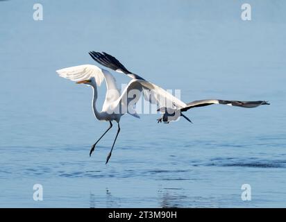 Großer Egret, Ardea alba wird von einem Graureiher gejagt, Ardea cinerea im Leighton Moss Naturschutzgebiet in der Nähe von Silverdale, Lancashire, Großbritannien. Stockfoto