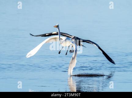 Großer Egret, Ardea alba wird von einem Graureiher gejagt, Ardea cinerea im Leighton Moss Naturschutzgebiet in der Nähe von Silverdale, Lancashire, Großbritannien. Stockfoto