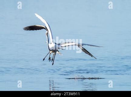 Großer Egret, Ardea alba wird von einem Graureiher gejagt, Ardea cinerea im Leighton Moss Naturschutzgebiet in der Nähe von Silverdale, Lancashire, Großbritannien. Stockfoto