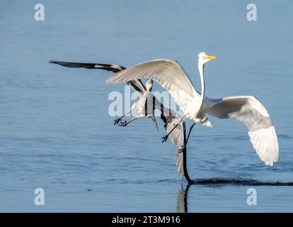 Großer Egret, Ardea alba wird von einem Graureiher gejagt, Ardea cinerea im Leighton Moss Naturschutzgebiet in der Nähe von Silverdale, Lancashire, Großbritannien. Stockfoto