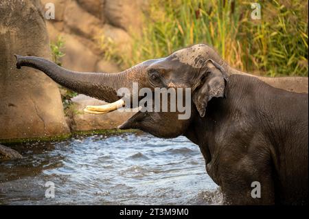 Der afrikanische Buschelefant (Loxodonta africana), auch bekannt als afrikanischer Savannenelefant. Stockfoto