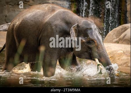 Der afrikanische Buschelefant (Loxodonta africana), auch bekannt als afrikanischer Savannenelefant. Stockfoto