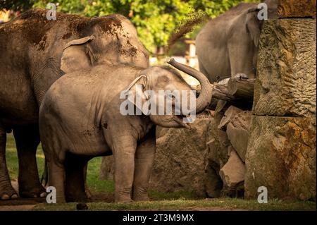 Der afrikanische Buschelefant (Loxodonta africana), auch bekannt als afrikanischer Savannenelefant. Stockfoto