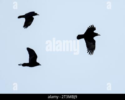 Rooks, Corvus frugilegus in St Brides, Pembrokeshire, Wales, Großbritannien. Stockfoto