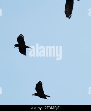 Rooks, Corvus frugilegus in St Brides, Pembrokeshire, Wales, Großbritannien. Stockfoto