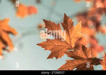 Gelbliche Blätter der Platane vor blauem sonnigem Himmel im Herbst Stockfoto