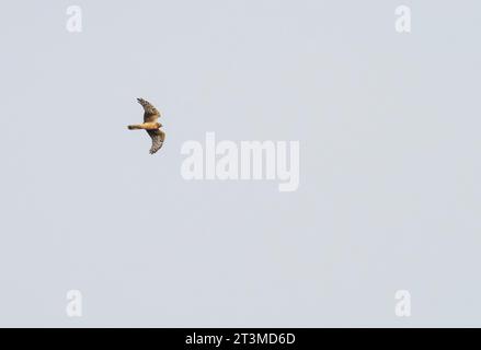 Eine weibliche Hen Harrier, Circus cyaneus in Wooltack Point, Pembrokeshire, Wales, Großbritannien. Stockfoto