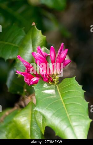 Australische Stechpalmen-Fuschia, Graptophyllum ilicifolium. Subtropische Regenwaldpflanze mit roten Blüten und stacheligen Blättern. Queensland, Frühling. Stockfoto