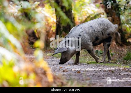 Freilandschwein. Mangalitsa oder Mangalitza, Schwein im Wald, das Eicheln im Arne RSPB Naturschutzgebiet, Poole Harbour, Dorset, Großbritannien isst Stockfoto