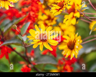 Heliopsis helianthoides Blume gefälschte Sonnenblume. Heliopsis helianthoides Blüten sind gelb und besser bekannt als falsche Sonnenblumen oder frühe Sonnenblumen Stockfoto