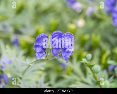 Schöne Herbstblume hörte von blauem Azurblau von Monk's Hood, einer giftigen Pflanze, die als Gift verwendet wird. Aconitum carmichaelii Arendsii. Aconitum blaue Blüten auf g Stockfoto