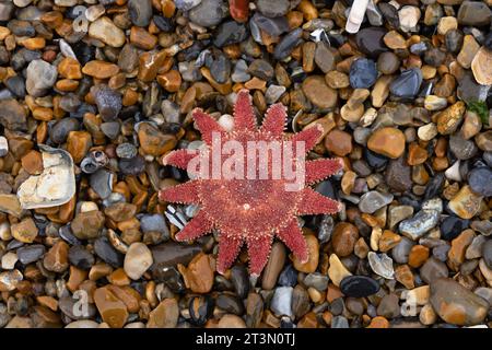 Common Sunstar (Crossaster papposus) tot Norfolk im Oktober 2023 Stockfoto