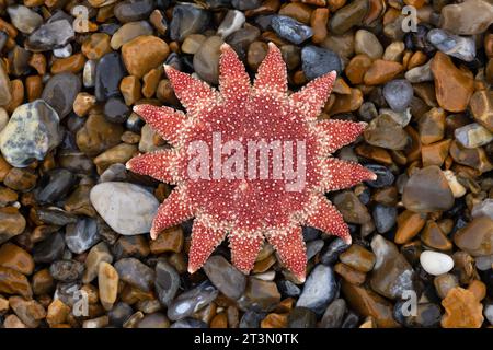 Common Sunstar (Crossaster papposus) tot Norfolk im Oktober 2023 Stockfoto