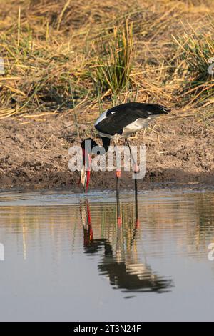 Angelmöglichkeit von Sattelschnabelstorch (Ephippiorhynchus senegalensis) in einem Wasserloch im Okavango-Delta, Botswana. Stockfoto