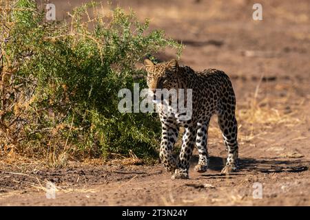 Leopard (Panthera pardus), Mashatu Game Reserve, Botswana. Stockfoto