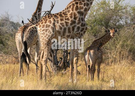 Giraffen (Giraffa camelopardalis) und Kälber, Okavango Delta, Botswana. Stockfoto