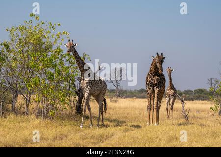 Giraffen (Giraffa camelopardalis) und Kälber, Okavango Delta, Botswana. Stockfoto