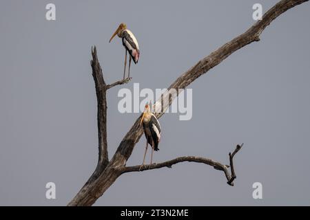 Gemalter Storch (Mycteria leucocephala), Bandhavgarh National Park, Indien. Stockfoto