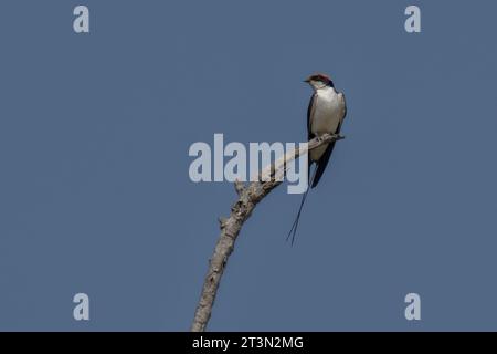 Drahtschwalbe (Hirundo smithii), Bandhavgarh-Nationalpark, Indien. Stockfoto