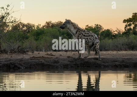 Gefleckte Hyäne (Crocuta crocuta) im Wasserloch, Mashatu Game Reserve, Botswana. Stockfoto