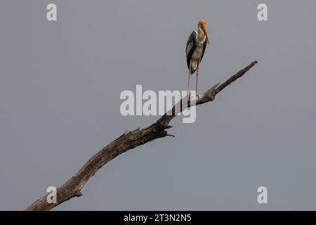 Gemalter Storch (Mycteria leucocephala), Bandhavgarh National Park, Indien. Stockfoto