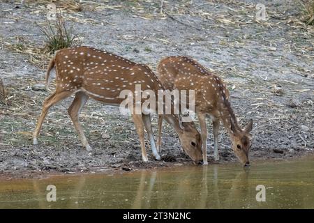 Axis Deer (Cervus-Achse), Bandhavgarh-Nationalpark, Indien. Stockfoto