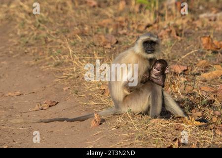 Common Langur (Semnopithecus Entellus), Bandhavgarh Nationalpark, Indien. Stockfoto