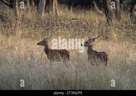 Axis Deer (Cervus-Achse), Bandhavgarh-Nationalpark, Indien. Stockfoto