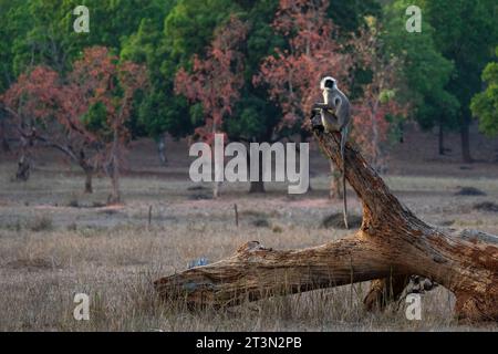 Common Langur (Semnopithecus Entellus), Bandhavgarh Nationalpark, Indien. Stockfoto