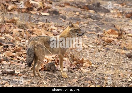 Asiatischer Jackal (Canis Aureus), Bandhavgarh-Nationalpark, Indien. Stockfoto