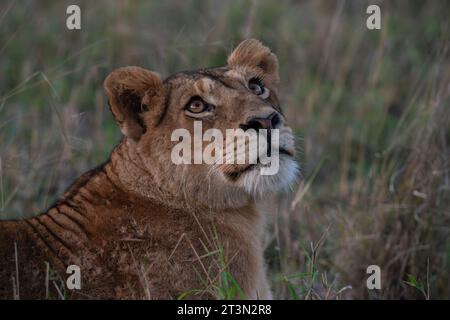 Löwin (Panthera leo), Sabi Sands Game Reserve, Südafrika. Stockfoto