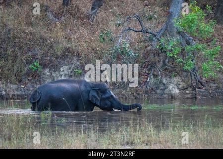 Indischer Elefant (Elephas maximus), Bandhavgarh National Park, Indien. Stockfoto