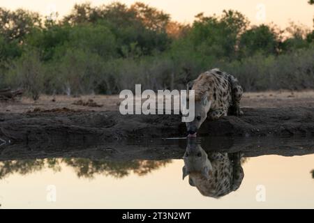 Gefleckte Hyäne (Crocuta crocuta) im Wasserloch, Mashatu Game Reserve, Botswana. Stockfoto