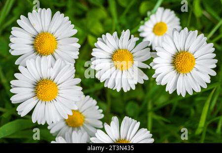 Miniatur-Gänseblümchen auf grünem Gras 2 Stockfoto