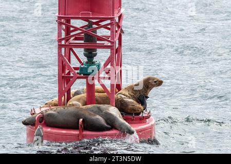 Steller Seelöwen ruhen sich aus und rufen auf einer Schiffsanlegestelle in Sitka, Alaska, USA Stockfoto