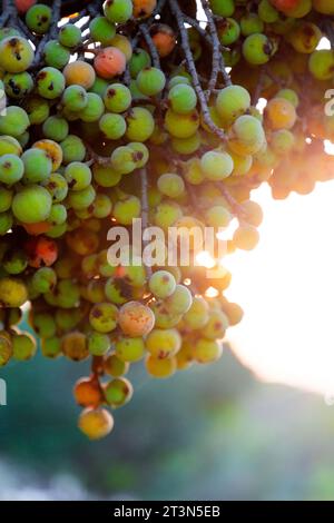 Gruppen von Ficus racemosa, wilde Feigen, die direkt aus dem Körper des Baumes wachsen. Stockfoto