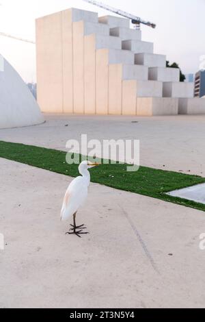 Weißreiher auf dem Weißen Platz von Tel Aviv, Israel. Stockfoto