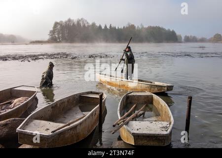 Fischteich, Fischer auf Stacheln, Herbstfischen, Herbstfang des Teichs, Herbst, entwässerter Teich, Watfischer Stockfoto