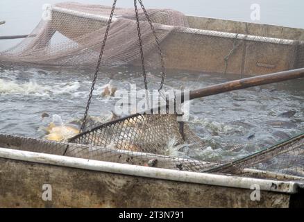 Herbstfischen, Herbstfang des Teichs, Karpfenschleppausrüstung, Fischschleppung Stockfoto