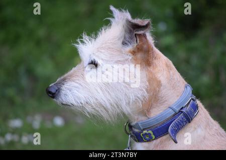 Geduldiger und gehorsamer, weiser alter irischer Lurcher-Hund wartet auf ihren Herrn Stockfoto