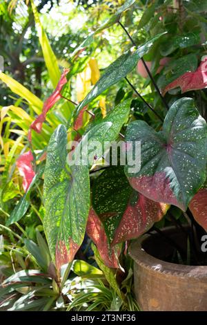 Gesunde rosa und grüne Caladium Pflanzen im Garten Stockfoto