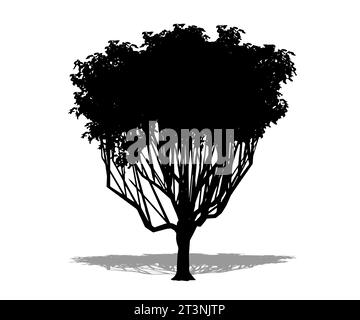 Legen Sie den Thorn-Baum als schwarze Silhouette auf weißem Hintergrund fest. Konzept oder konzeptionelle 3D-Illustration für Natur, Planet, ecolo Stockfoto