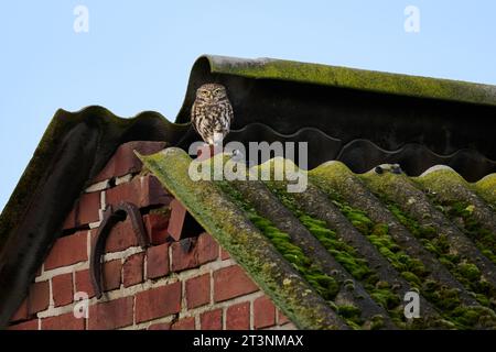 Athene noctua, auch bekannt als Eule der Athena oder Eule der Minerva auf einem Dach, Heinsberg, Nordrhein-Westfalen Stockfoto