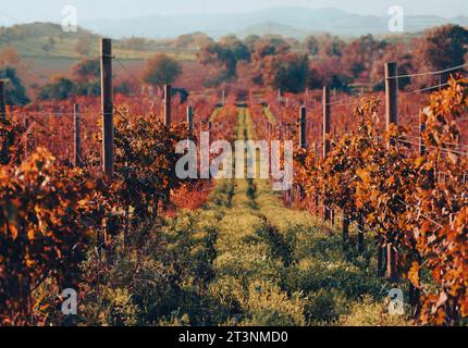 Rebreihen in großen Weinbergen am Berghang in Frankreich, Italien. Rotweinproduktion, Weißwein, Rotweinproduktion auf einem Bauernhof, einem alten Weingut. Weinrebe über die Natur Stockfoto