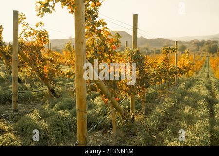 Rebreihen in großen Weinbergen am Berghang in Frankreich, Italien. Rotweinproduktion, Weißwein, Rotweinproduktion auf einem Bauernhof, einem alten Weingut. Weinrebe über die Natur Stockfoto