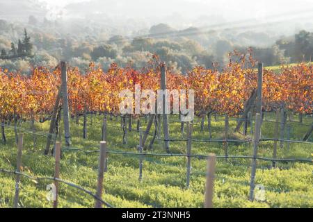 Rebreihen in großen Weinbergen am Berghang in Frankreich, Italien. Rotweinproduktion, Weißwein, Rotweinproduktion auf einem Bauernhof, einem alten Weingut. Weinrebe über die Natur Stockfoto