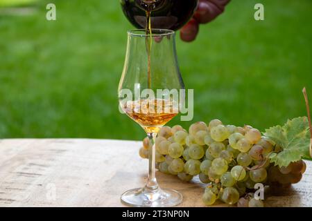 Outdoor-Verkostung von Cognac starken Alkoholgetränk in Cognac Region, Charente mit einem Haufen Reifen ugni blanc Trauben auf Hintergrund verwendet für Spirituosen Destilla Stockfoto