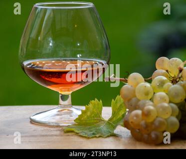 Outdoor-Verkostung von Cognac starken Alkoholgetränk in Cognac Region, Charente mit einem Haufen Reifen ugni blanc Trauben auf Hintergrund verwendet für Spirituosen Destilla Stockfoto