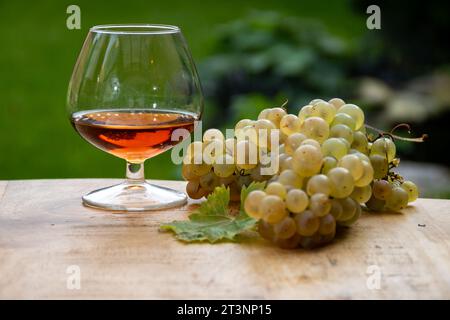 Outdoor-Verkostung von Cognac starken Alkoholgetränk in Cognac Region, Charente mit einem Haufen Reifen ugni blanc Trauben auf Hintergrund verwendet für Spirituosen Destilla Stockfoto